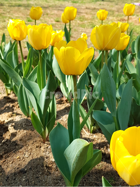 튤립,봄,꽃,식물,자연,예쁜꽃,꽃배경,tulip,노란꽃,식물,자연,plants,nature,꽃,flower