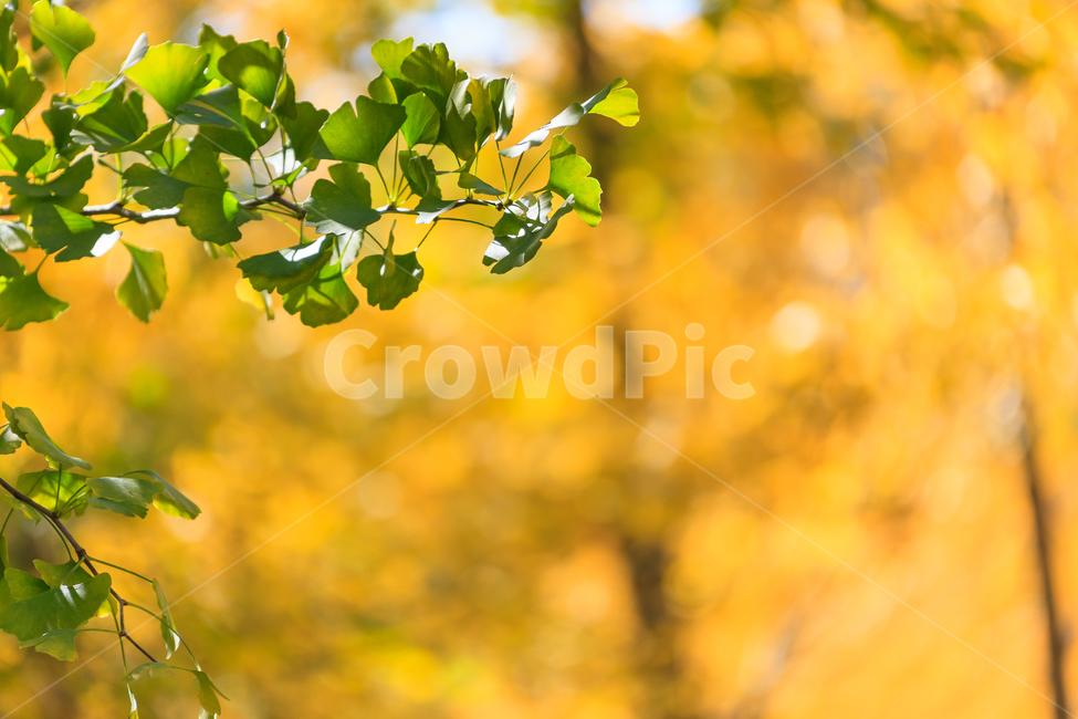 가을,은행나무,잎,초록,노랑,황금,혈액순환,식물,자연,plants,nature
