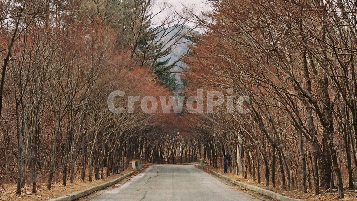 나무,길,자연,tree,road