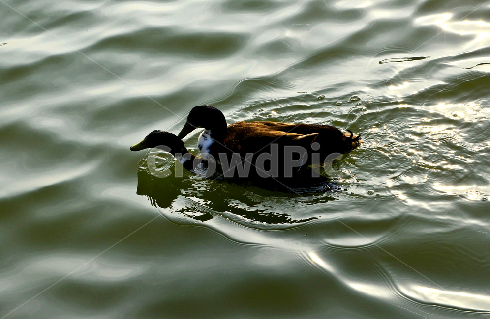 water,물,outdoors,옥외,animal,동물,bird,새,duck,오리,mallard,청둥오리,waterfowl,물새,짝짓기,동물,animal,조류,새,birds