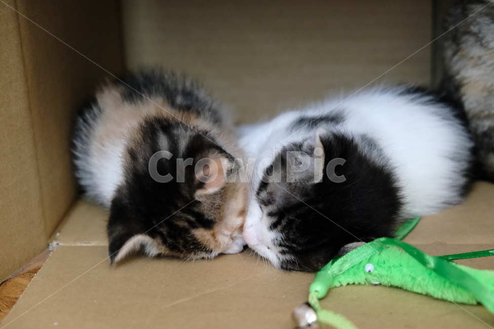 애완동물,반려동물,고양이,아깽이,새끼고양이,cat,동물,animal,포유류,mammal,고양이,cat,kitten,kitty