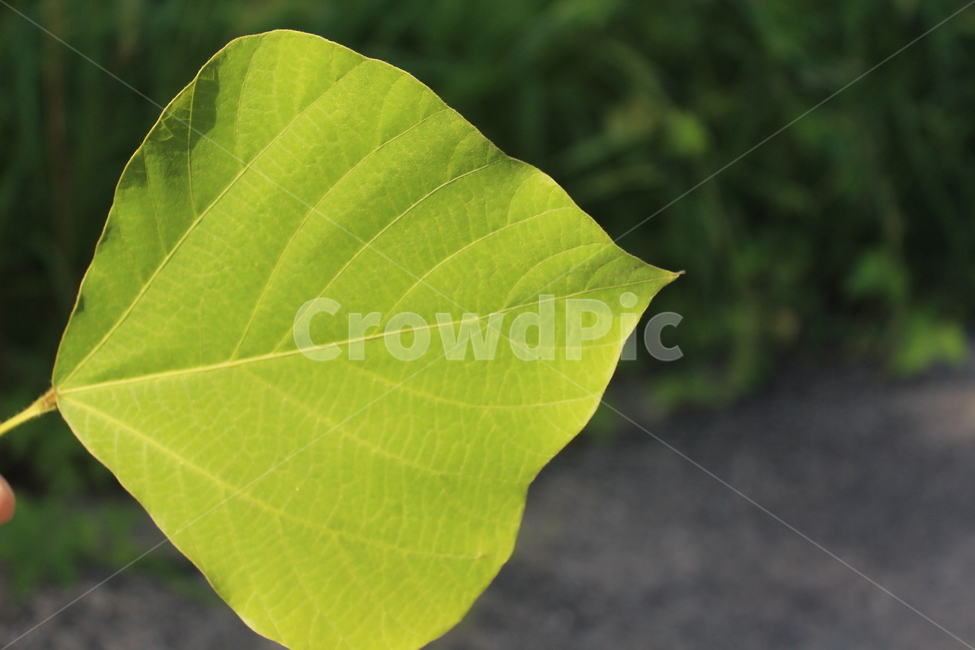 칡,칡잎,칡덩굴,초록색,칡줄기