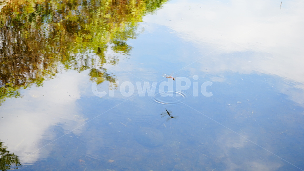 호수,구름,하늘,나무,비침,잠자리,자연,풍경,nature,landscape,water,물,land,땅,outdoors,옥외