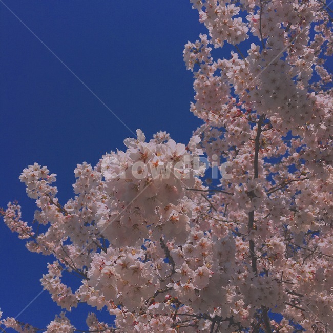 벚꽃,blossom,꽃,flower,spring,봄,plant,식물,핑크,감성,봄,계절,spring,season,식물,자연,plants,nature,꽃,flower