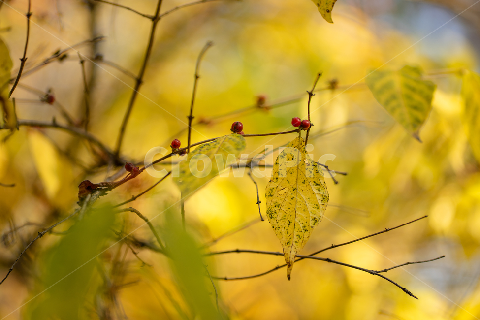 가을,낙엽,노랑,햇빛,빈티지,햇살,단풍,나무,가을,계절,fall,autumn,season,식물,자연,plants,nature,plant,leaf,잎,veins,정맥