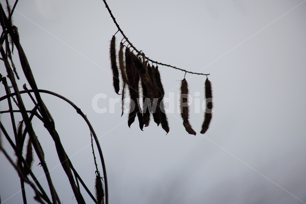 열매,종자,번식,식물,seed,식물,자연,plants,nature