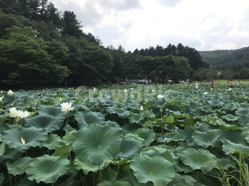 연꽃,연잎,여름,자연,힐링,lotus,summer,nature,healing