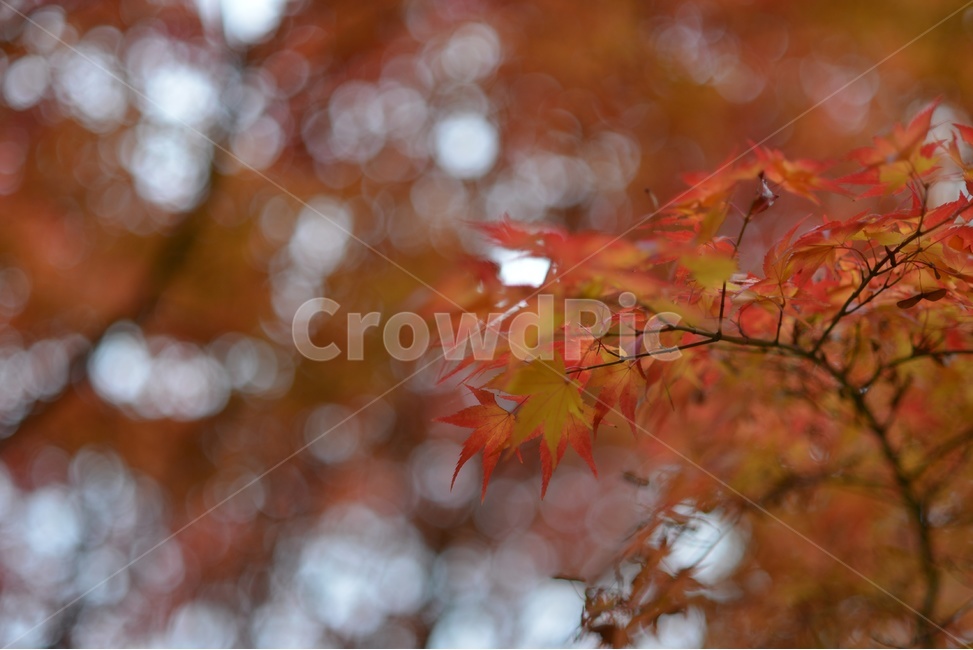 가을,단풍,빨강,나무,자연,가을,계절,fall,autumn,season,leaf,잎,plant,식물,tree