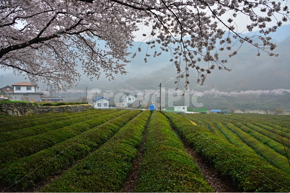nature,자연,weather,날씨,outdoors,옥외,plant,식물,경치,경관,풍경,경남,하동,섬진강변,벚꽃길,화개십리벚꽃길,봄,계절,녹차밭,녹차잎,다원