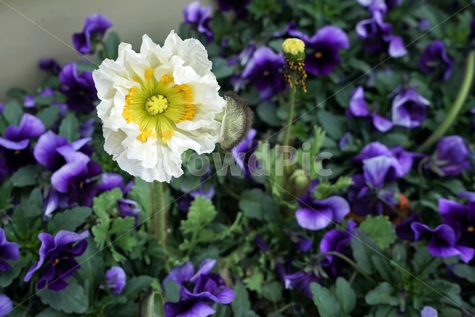 봄,꽃,꽃송이,원예,자연,아름다움,향기,spring,season,flower,floreal,bloom,nature,garden,beautiful,plant,식물,자연,plants,nature,꽃,flower