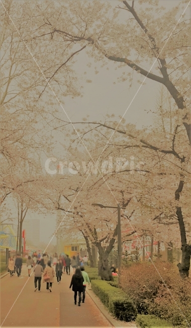 벚꽃구경,나들이,소풍,봄,spring,flower,view,scenery,nature,봄,계절,spring,season,도시,풍경,city,landscape,사람,인물,인간,human,person,자연,outdoors,옥외,weather,날씨
