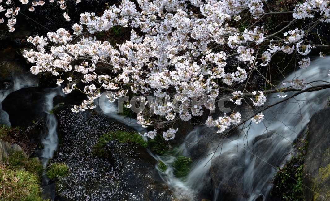 봄,벚꽃,계곡,풍경,폭포,산수,자연환경,시원함,화사함,봄,계절,spring,season,plant,식물,flower,꽃,blossom,outdoors,옥외