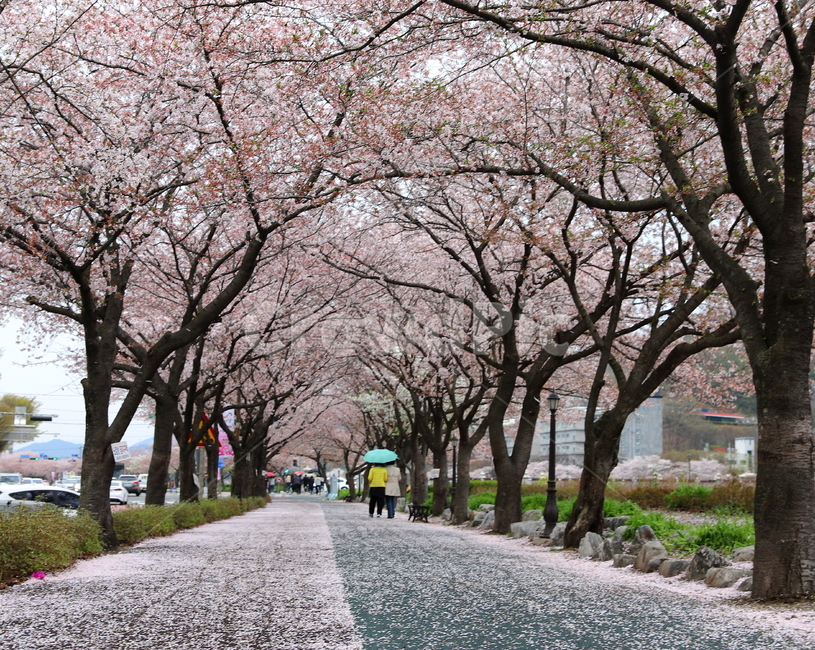 벚꽃,나무,벚꽃나무,분홍색,남원,봄,봄꽃,asphalt,아스팔트,tarmac,타맥,plant,식물,flower,blossom,꽃,자연