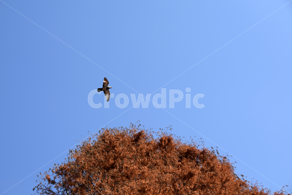 비둘기,새,파란하늘,나무,갈색나무,비상,단풍든나무,dove,tree