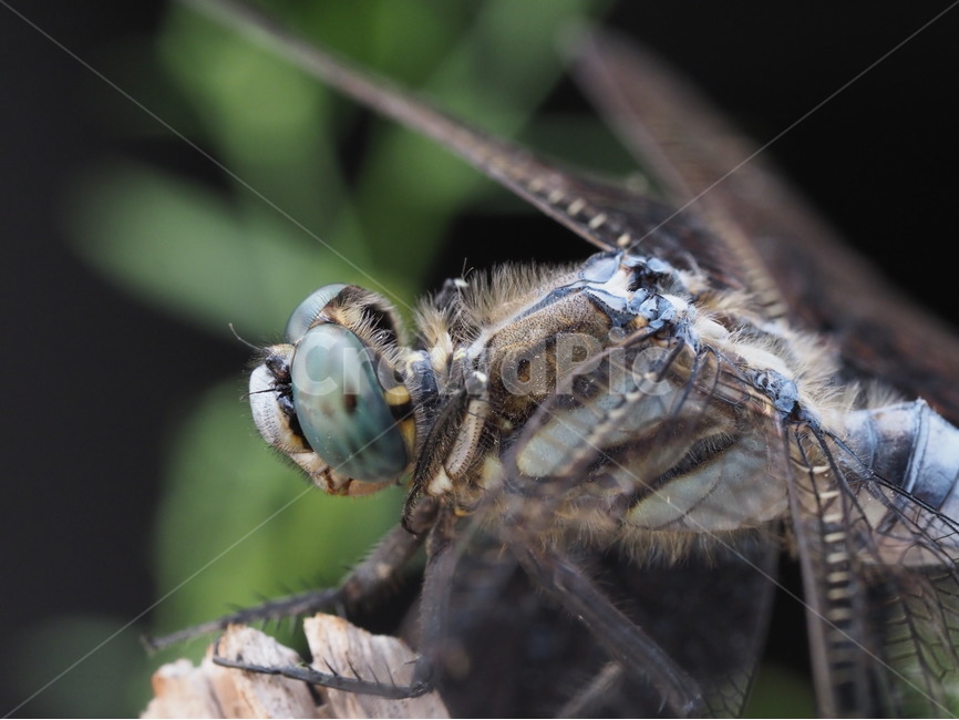 잠자리,곤충,얼굴,dragonfly,자연,접사,동물,animal,곤충,벌레,insect,bug