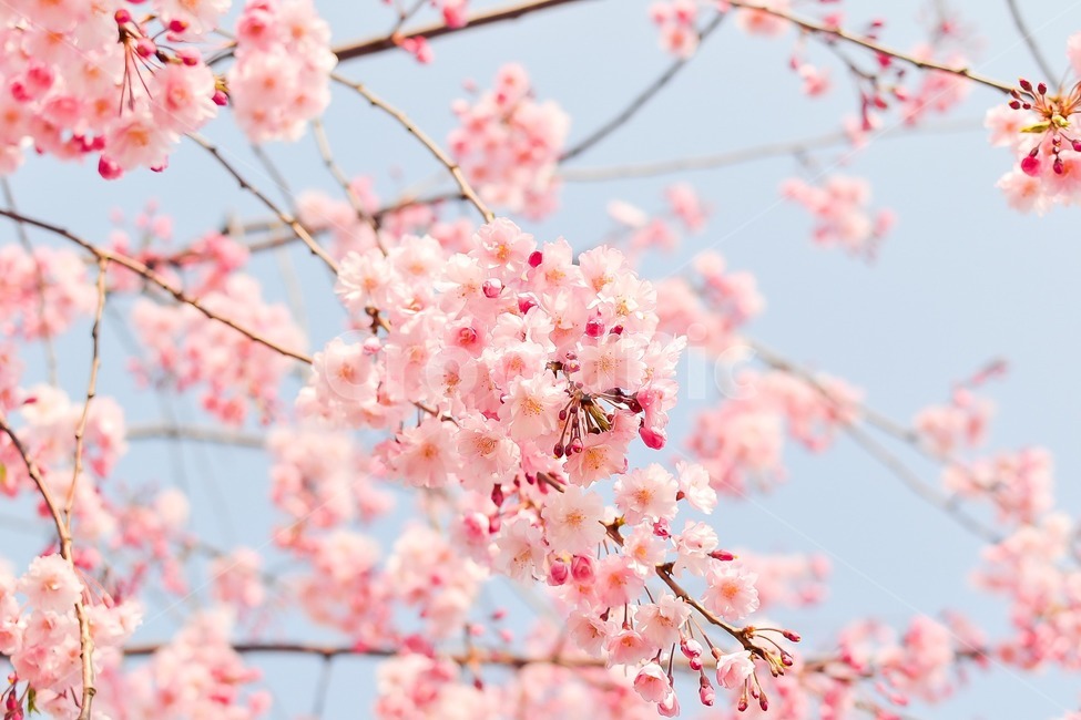 벚꽃,꽃,식물,blossom,flower,풍경,자연,식물,자연,plants,nature,꽃,flower