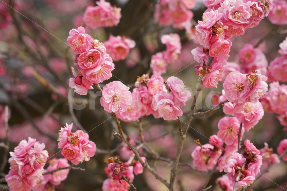 홍매화,꽃,자연,정물,나뭇가지,봄,계절,spring,season,식물,자연,plants,nature,꽃,flower,plant,blossom,geranium,제라늄