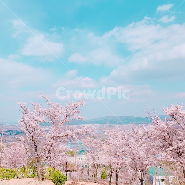 벚꽃,풍경,나무,자연,봄
