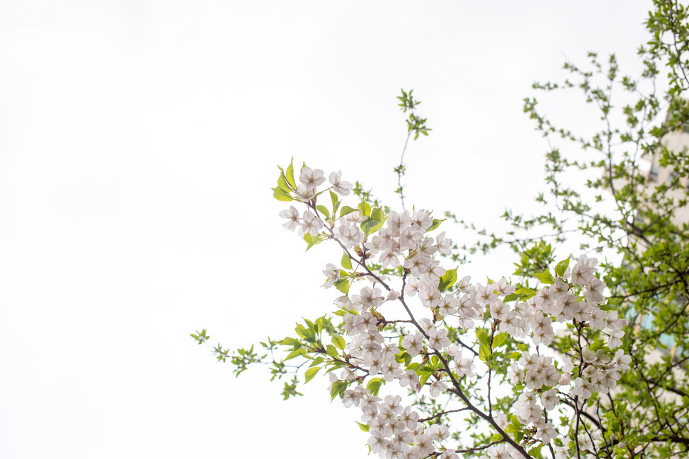 벚꽃,하늘,꽃,식물,cherryblossom,봄,자연,풍경,nature,landscape