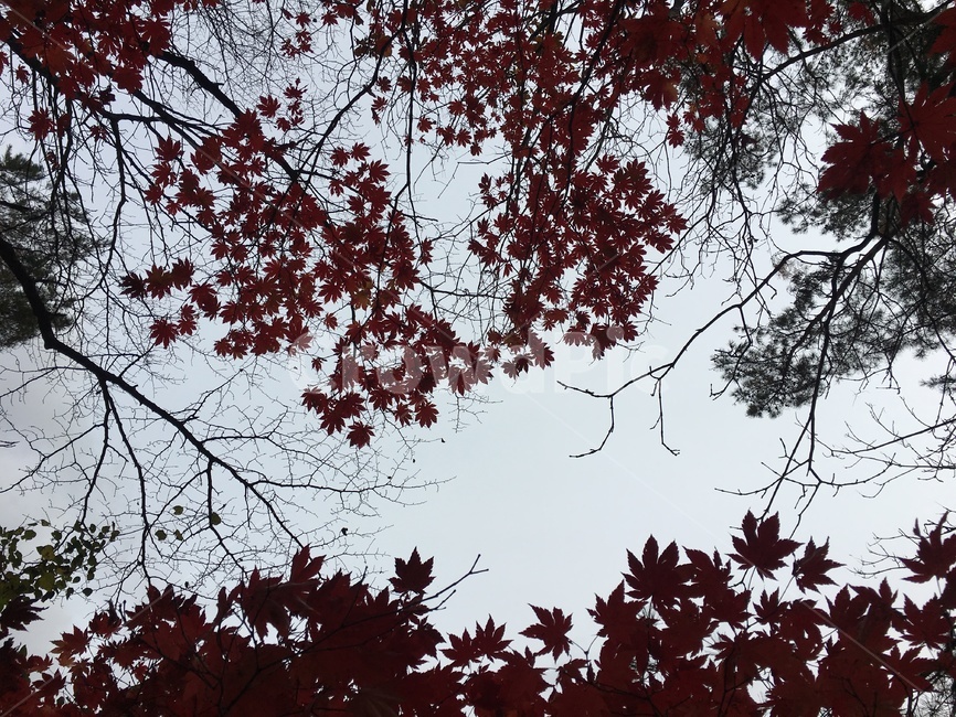 단풍,나무,하늘,가을,가지,가을,계절,fall,autumn,season