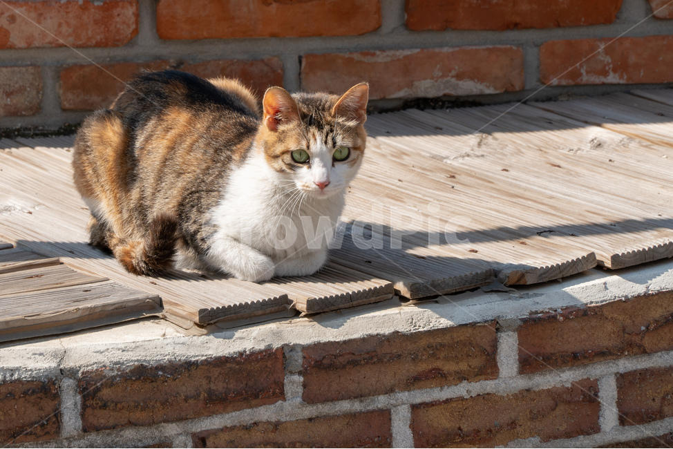 길고양이,고양이,길냥이,고양이입양,삼색고양이,동물,평화,힐링,귀여움,동물,animal,포유류,mammal,고양이,cat,kitten,kitty