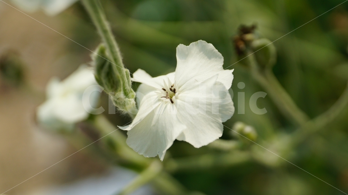 패랭이꽃,나데시코,플라워,꽃,식물,자연,flower,nature,꽃사진,plants,감성,감성사진,스냅,스냅사진,접사,macro,snap,snapshot,풍경,landscape,식물,자연,plants,nature,꽃,flower