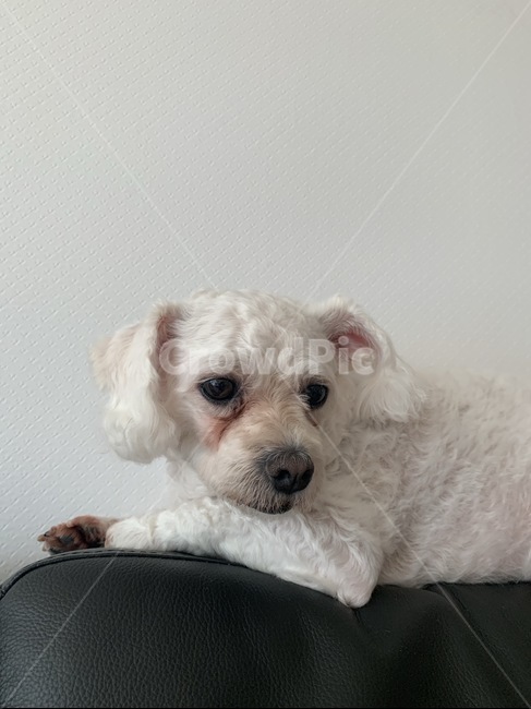 강아지,개,흰색,말티즈,동물,동물,animal,포유류,mammal,개,강아지,dog,doggy