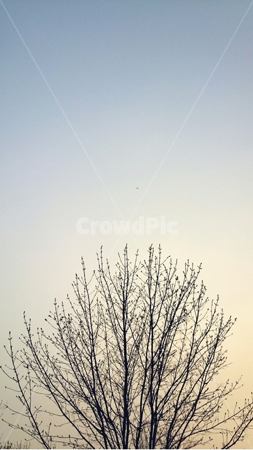 나무,가지,겨울,겨울나무,노을,나뭇가지,tree,winter,branch,일몰,일출,가을,계절,감성,겨울감성,식물,자연,plants,nature,나무,trees,wood