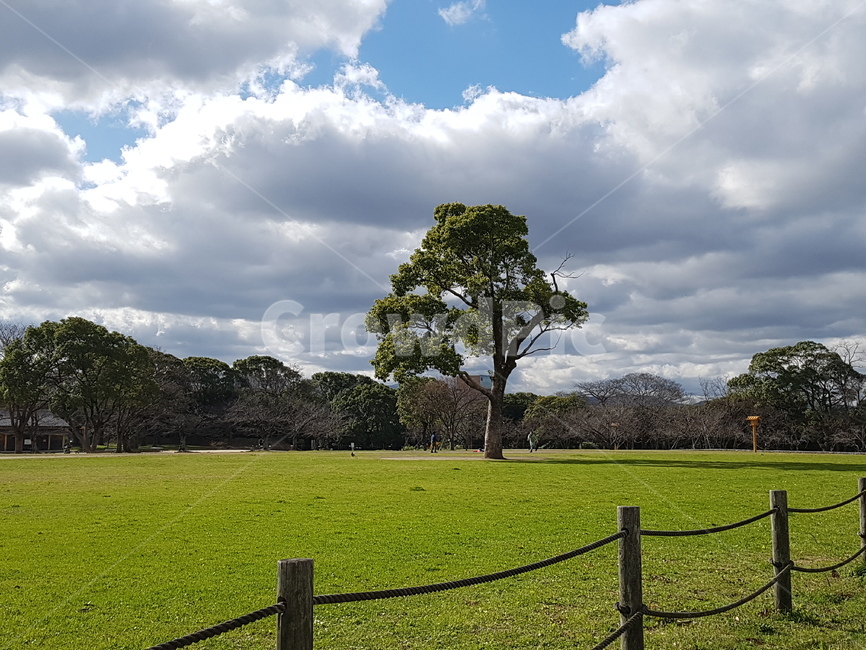 후쿠오카공원,식물,잔디,나무,자연,자연,풍경,nature,landscape,grass,plant,lawn
