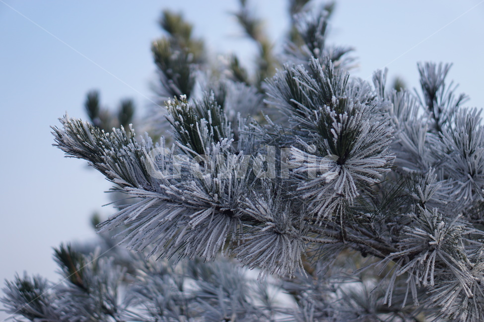 눈꽃,겨울,겨울산,자연,outdoors,나무,ice,snow,눈,tree,서리,겨울,계절,winter,season