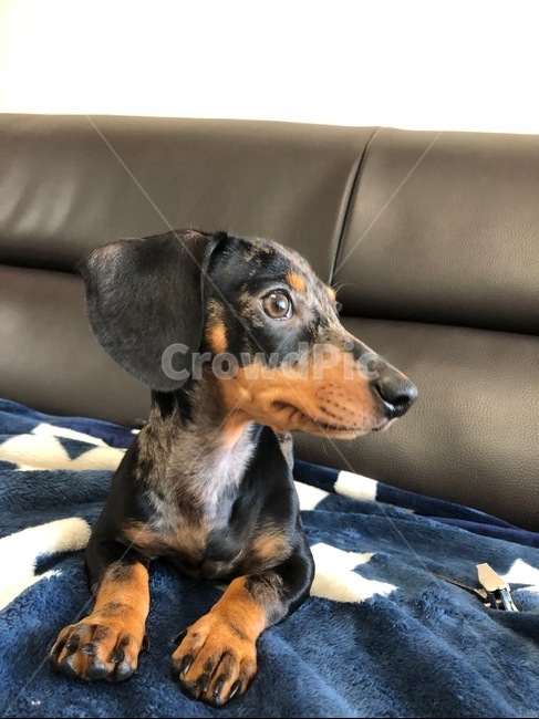 dog,puppy,닥스훈트,강아지,개,동물,animal,dachshund