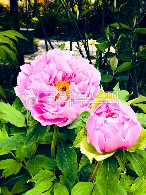peony, 모란꽃, 목단화, 부귀, flower, 사진,이미지,일러스트,캘리그라피 - elisa03943작가