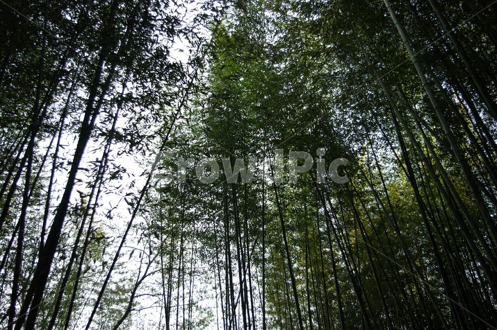 죽녹원,대숲,대나무,숲,식물,나무,자연,풍경,nature,landscape,plant