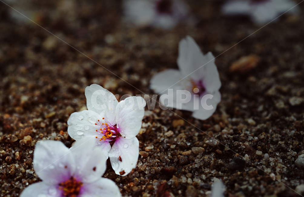 벚꽃,꽃,계절,봄,봄꽃,플라워,flower,날씨,화이트,흰색,하얀색,생명,생물
