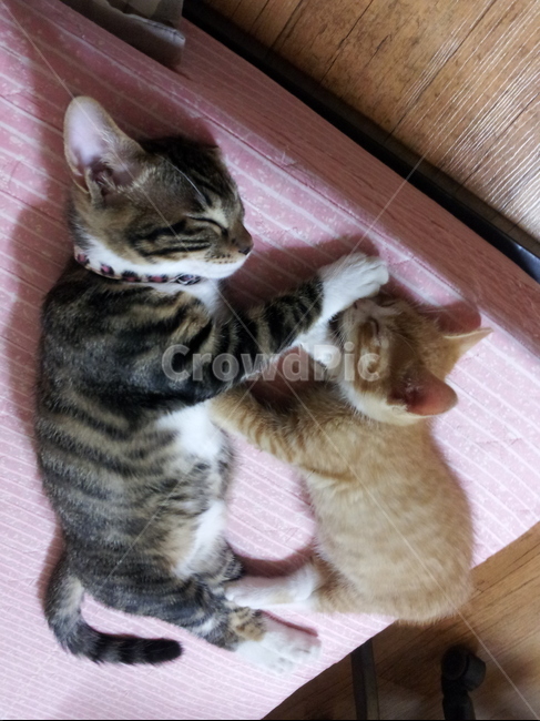 집고양이,잠자는고양이,귀여운고양이,사랑스런고양이,이쁜고양이