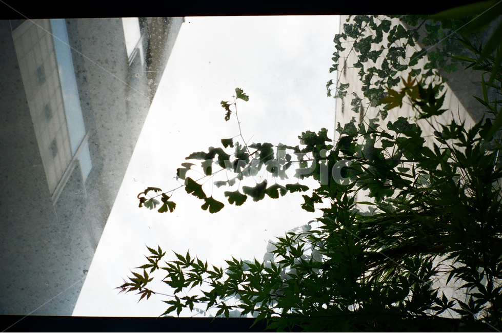 창문,여름,낙엽,창가,천장,필름,필름사진,자연,풍경,nature,landscape,식물,plants
