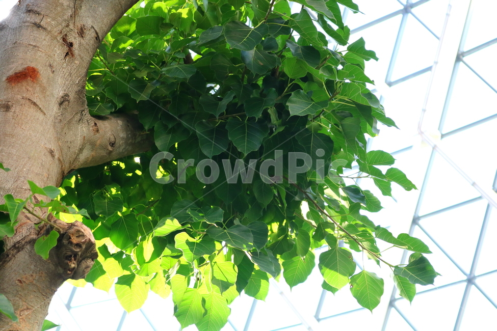 나무,보리수,인도보리수,뽕나무과,식물,활엽수,식물원,식물,자연,plants,nature,나무,trees,wood