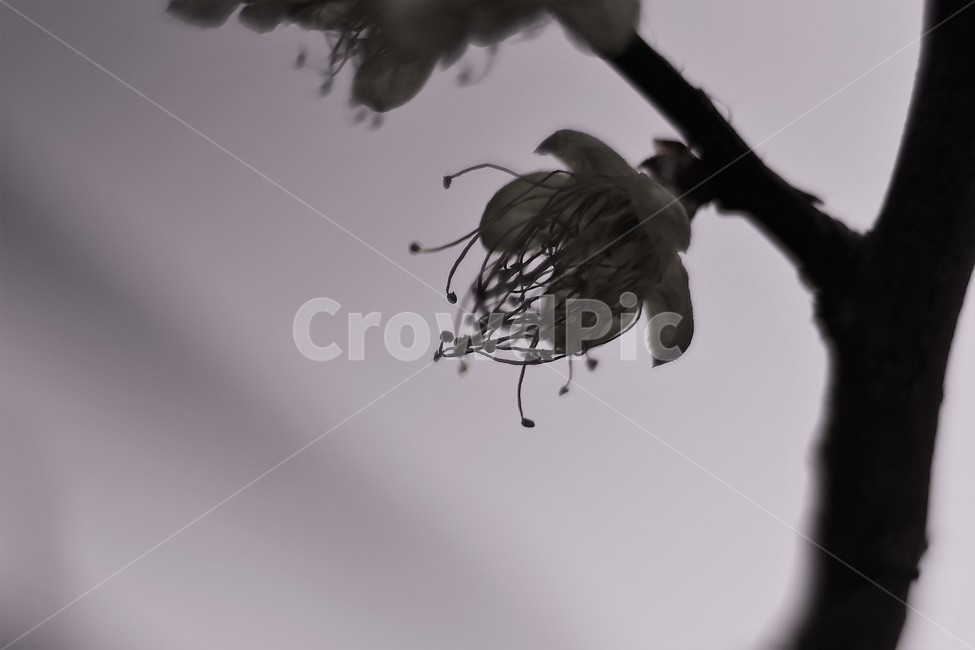 season,흑백,나들이,나무,flower,식물,자연,봄