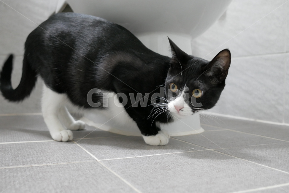 고양이,개냥이,동물,표정,얼굴,귀여운,동물,animal,포유류,mammal,고양이,cat,kitten,kitty