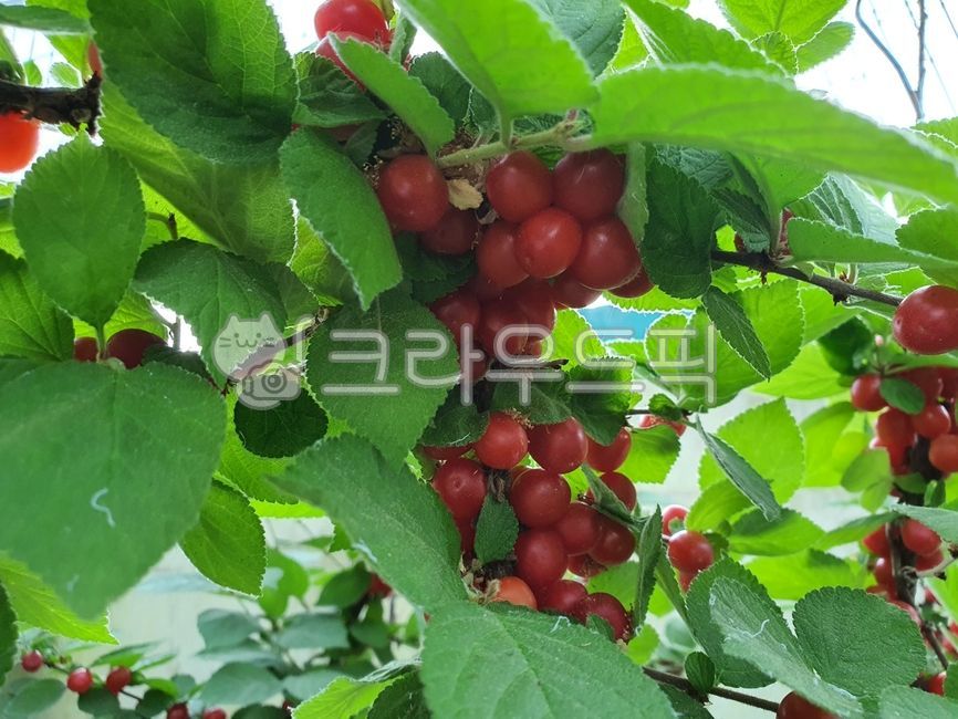 cherry,red cherry,summer fruit,fruit,red fruit