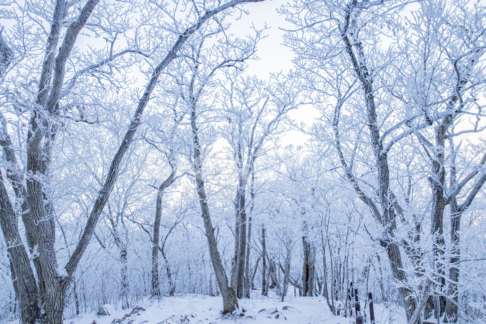태백산,상고대,겨울,눈꽃,겨울풍경,풍경,산,겨울산,설산,nature,자연,snow,눈,겨울,계절,winter,season,자연,풍경,nature,landscape