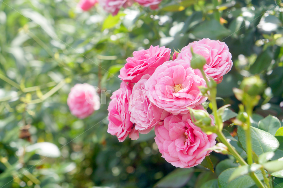 꽃,봄,flower,자연,공원,식물,자연,plants,nature,꽃,flower