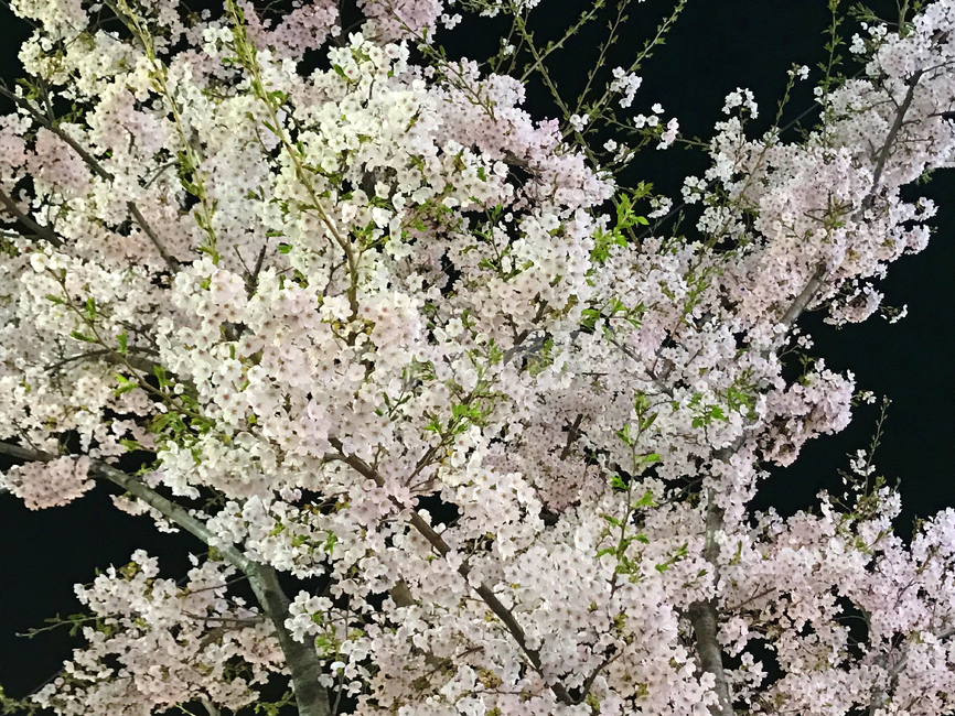봄,벚꽃,밤,밤벚꽃,벚꽃축제,꽃놀이,나들이,꽃,봄,계절,spring,season,식물,자연,plants,nature,꽃,flower,plant,blossom,cherry blossom