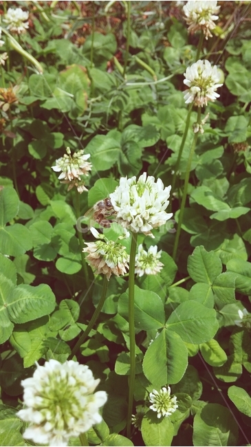 토끼풀,꽃,풀,초록,자연,식물,자연,plants,nature,꽃,flower