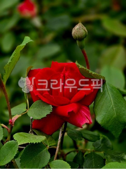 자연,봄,나무,식물,꽃,장미,빨강,꽃봉우리,잉그리드버그만,덴마크