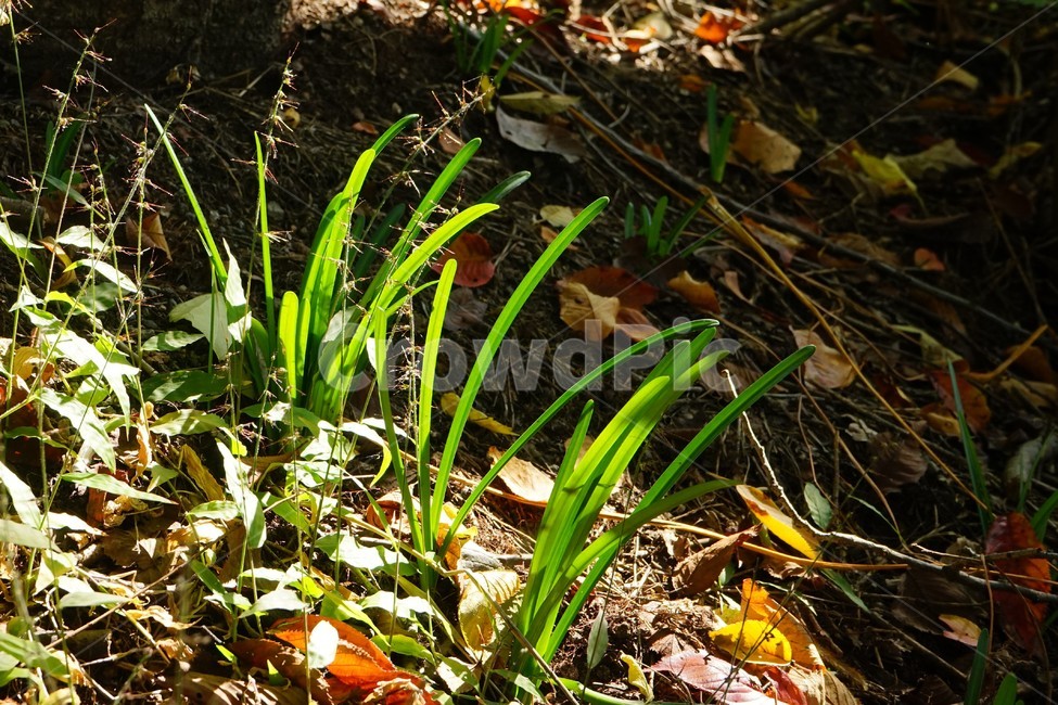 녹색,숲,초가을,자연,nature,green,woods,fall,autumn,sky,blue,풀,낙엽,식물,자연,plants,nature