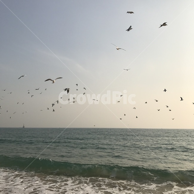 sea,바다,물,자연,ocean,동물,새,bird,자연,풍경,nature,landscape,outdoors,옥외,water,대양,animal,flock,대군