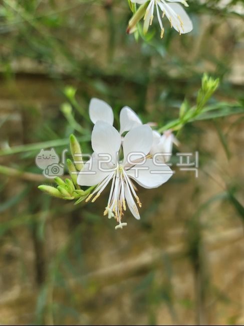 blossom,plant,fall flowers,wild flowers,flower