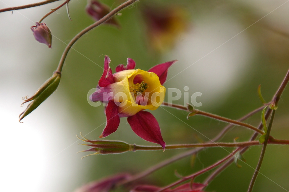 식물,꽃,분홍,노랑,나무,야외,실외,식물,자연,plants,nature,꽃,flower