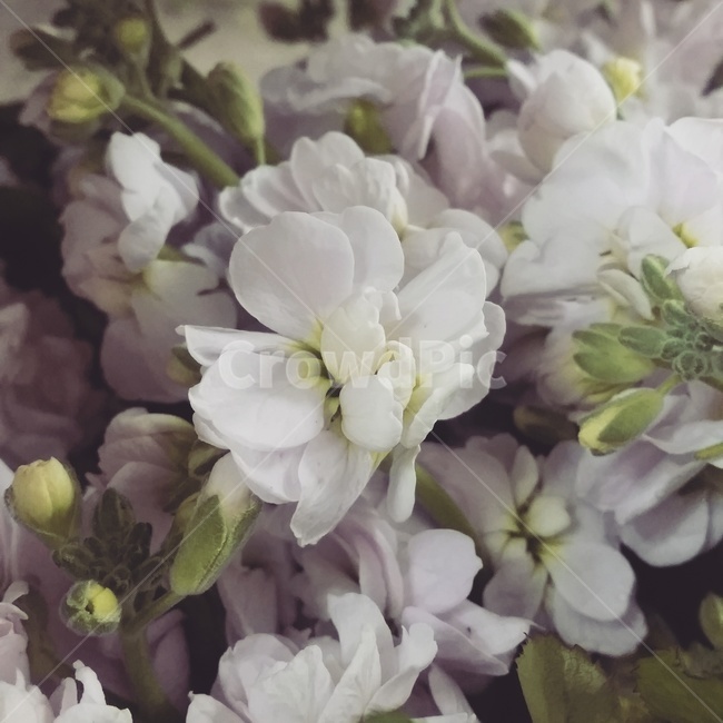 plant,식물,blossom,꽃,flower,geranium,제라늄,스톡,스토크,분홍색,분홍색꽃,잔꽃,꽃밭,꽃,flower